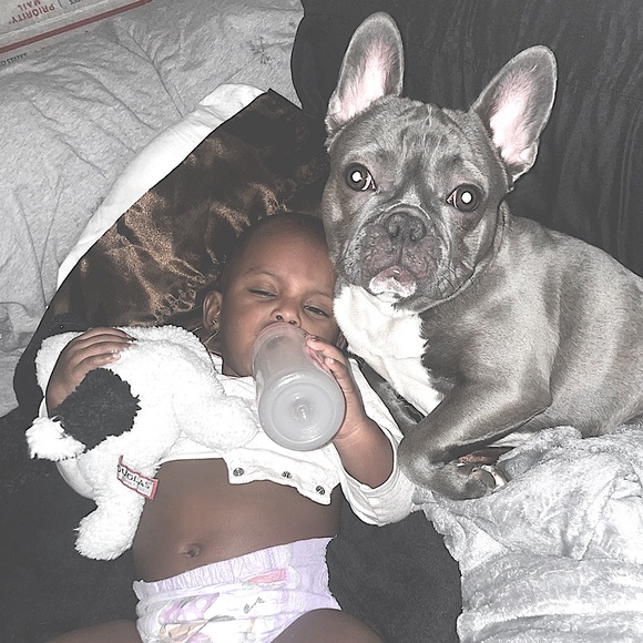 meet Stitch, the stud 🐾 - Picture 10 of 12